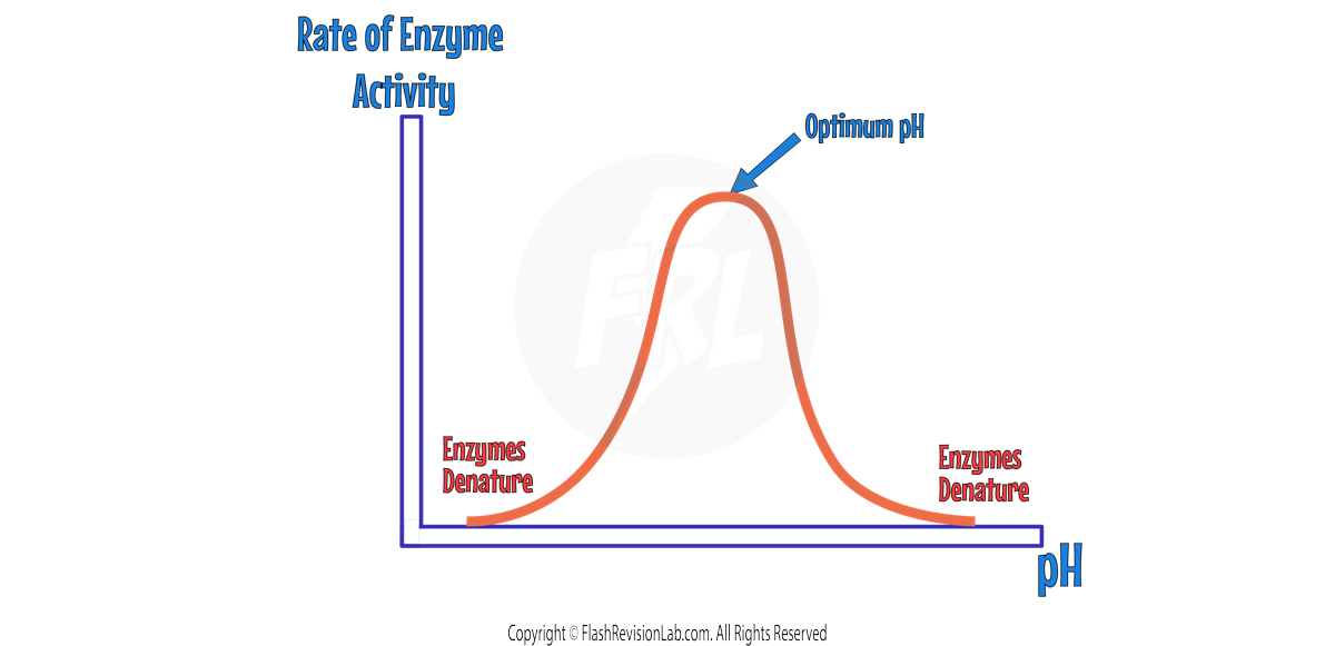 Enzyme pH Graph